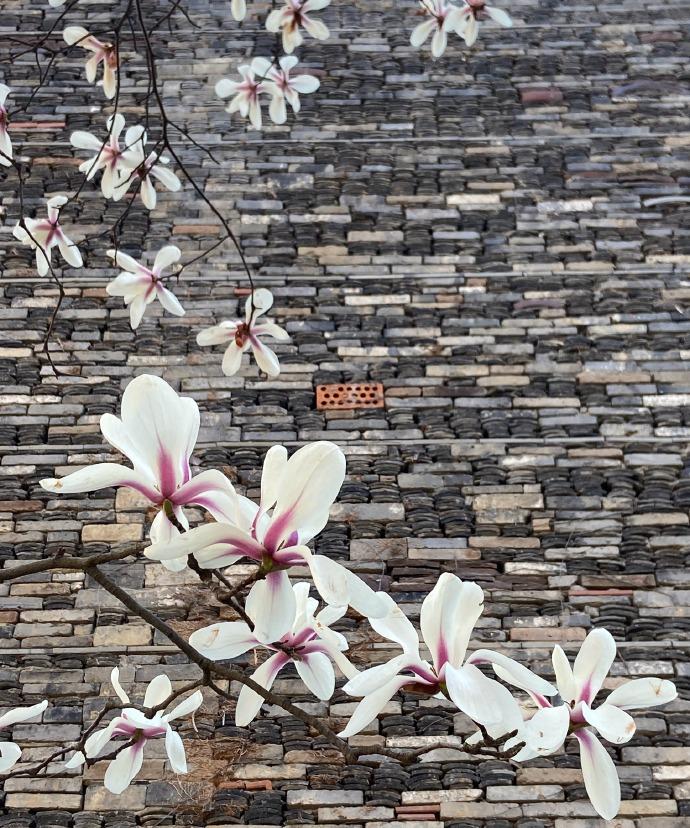 抬头是晴空下皎洁的白玉兰，低头邂逅夜色里神秘的紫玉兰。在杭州国美象山校区的建筑艺