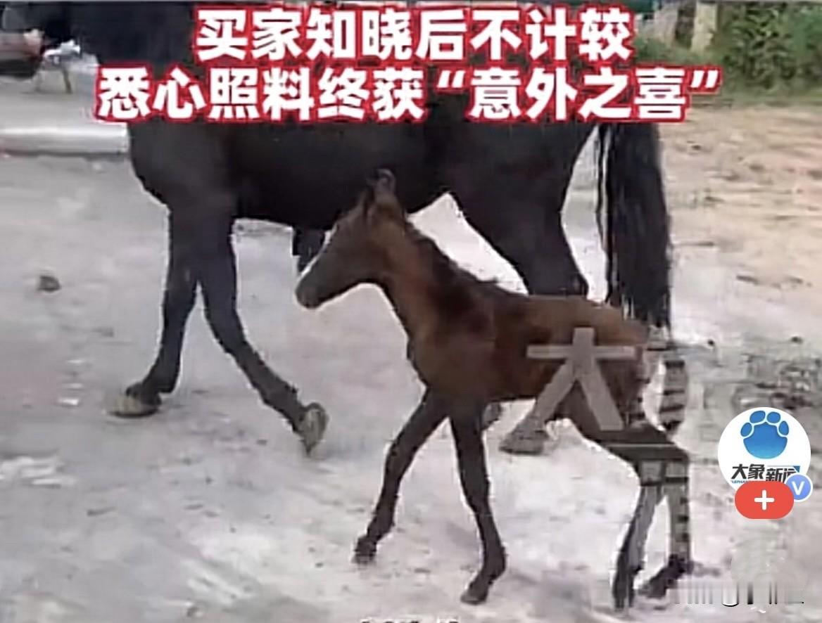 意外之喜近日，山东淄博一男子去买马，看到一匹马，有点儿跑不