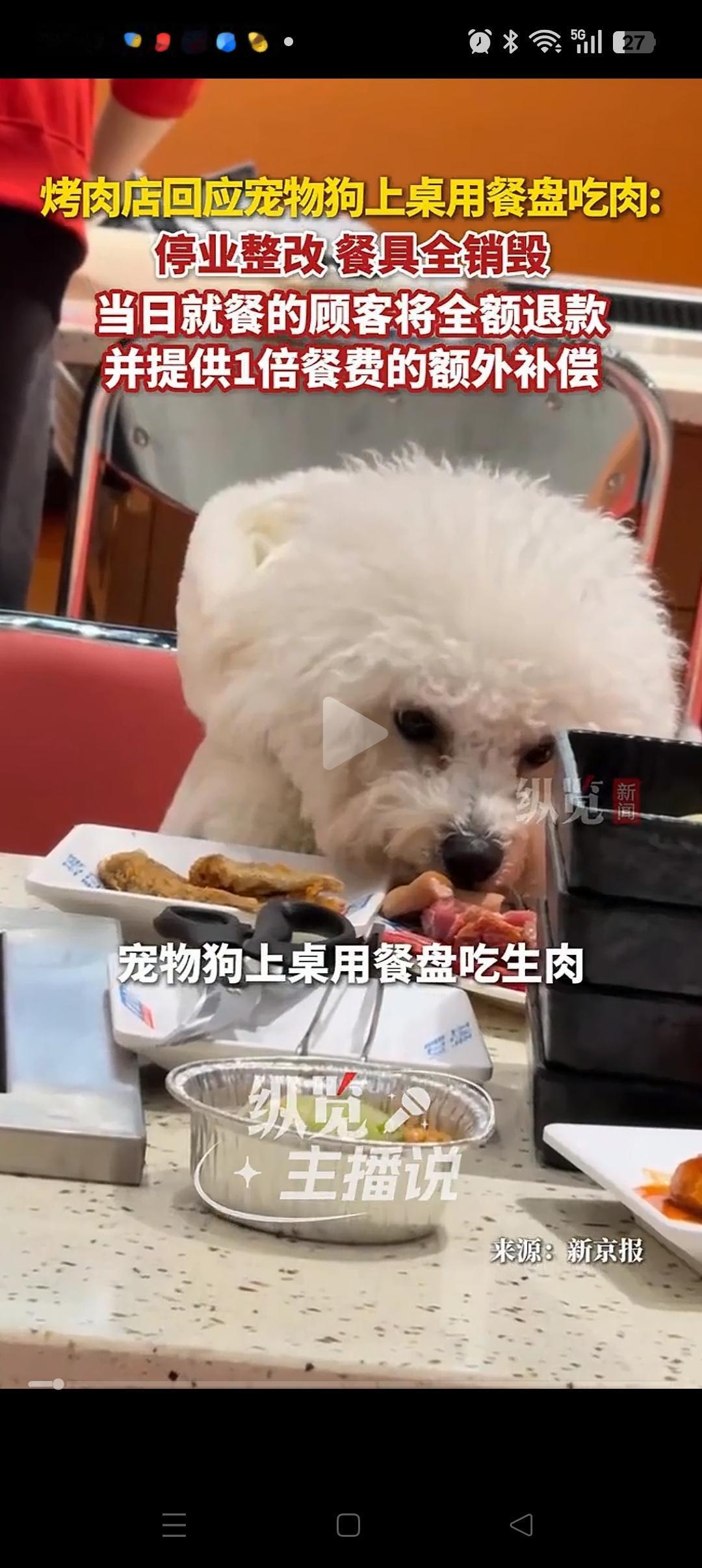 这下好了，纵容狗狗上桌吃饭！狗主人可能要赔偿十几万！[捂脸哭]合肥一烤肉店，
