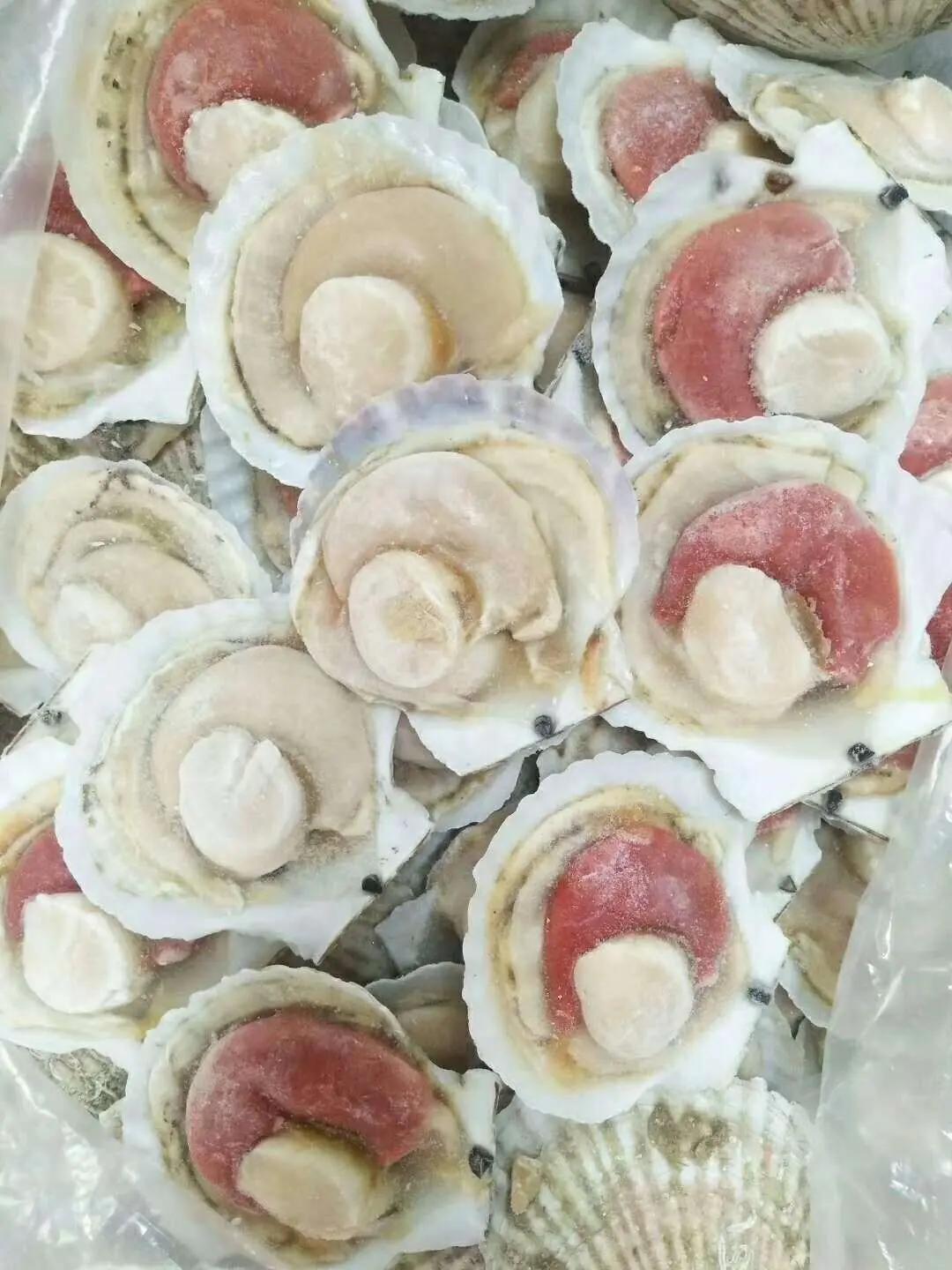 日本扇贝时隔两年重返中国餐桌！三重硬核监管才是关键，你会买吗？核污染水排海