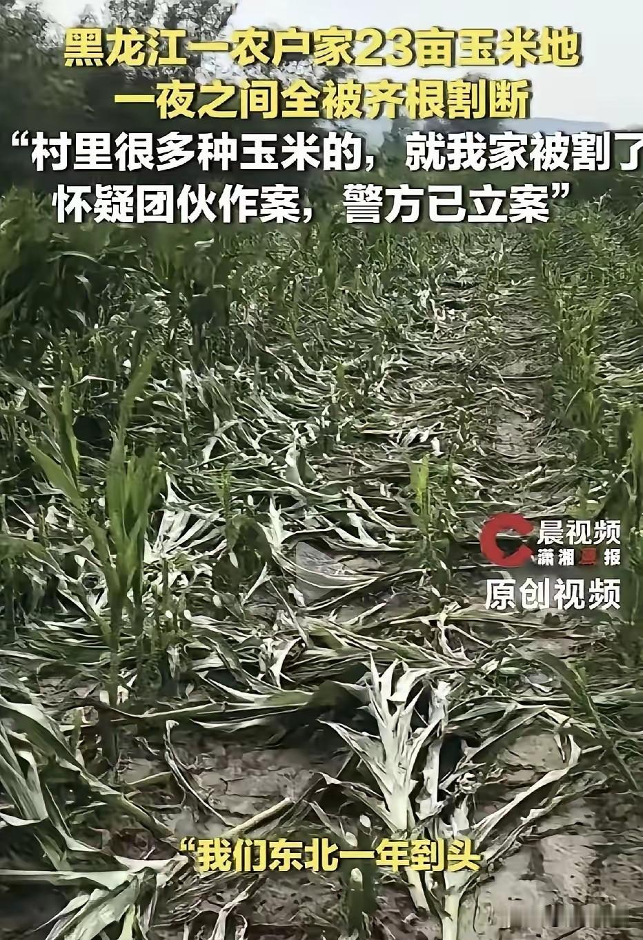 简直丧尽天良！黑龙江发生一件全网震怒的事！​​农户辛辛苦苦种的23亩玉米，马上