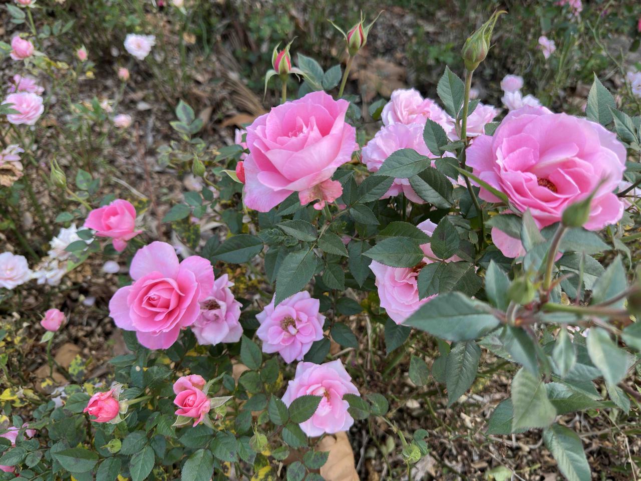 您退休之前递交过退休申请吗？闺蜜急匆匆地问我：“你那年退休之前递交过退休申请