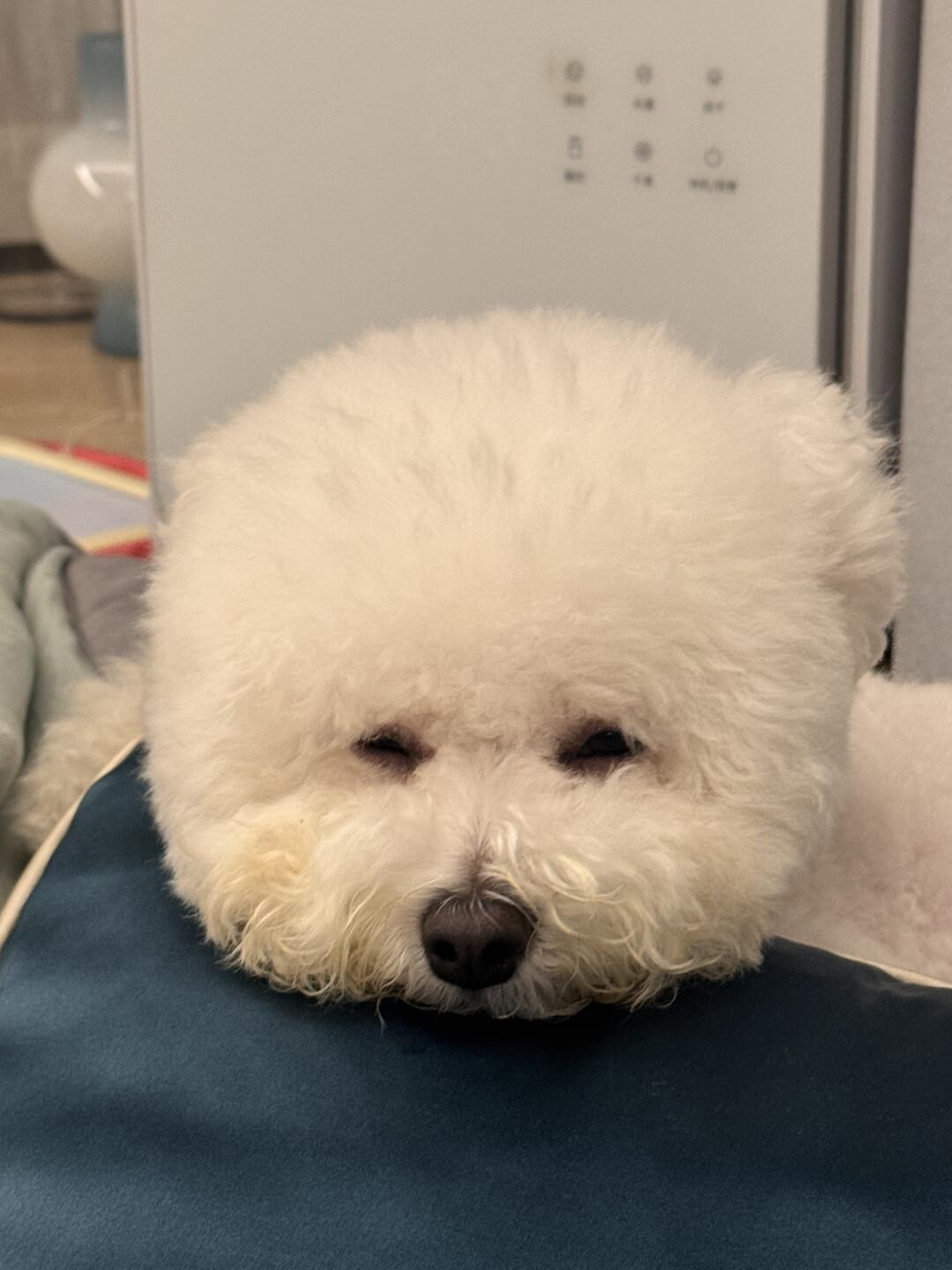 啊啊啊啊啊啊怎么这么可爱！