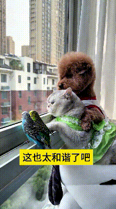 你瞅瞅这画面，简直就是现实版的“动物乌托邦”！家里养了猫、狗，还养了一对鹦鹉，这