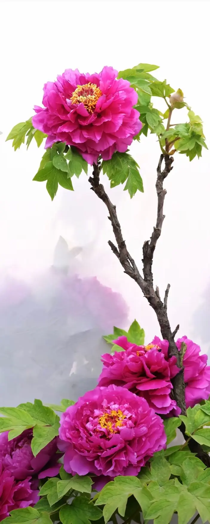 牡丹实景构图，照着画吧！