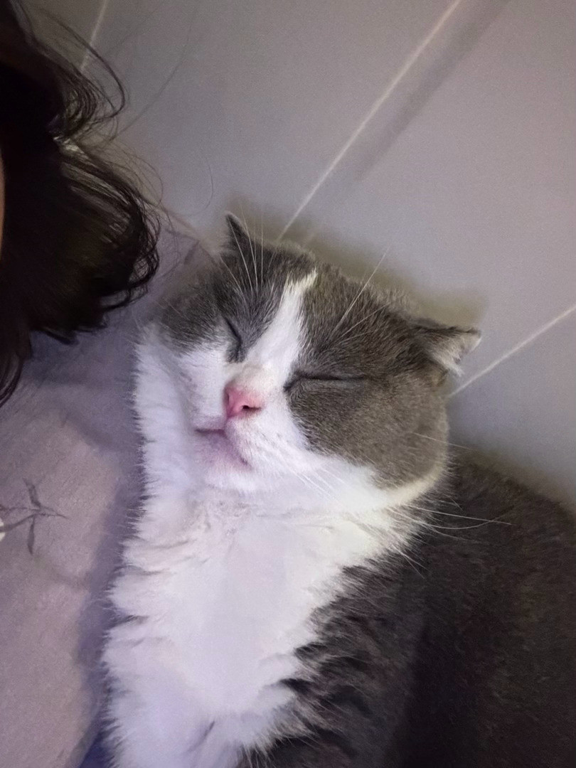 咪的脸好小啊​​​