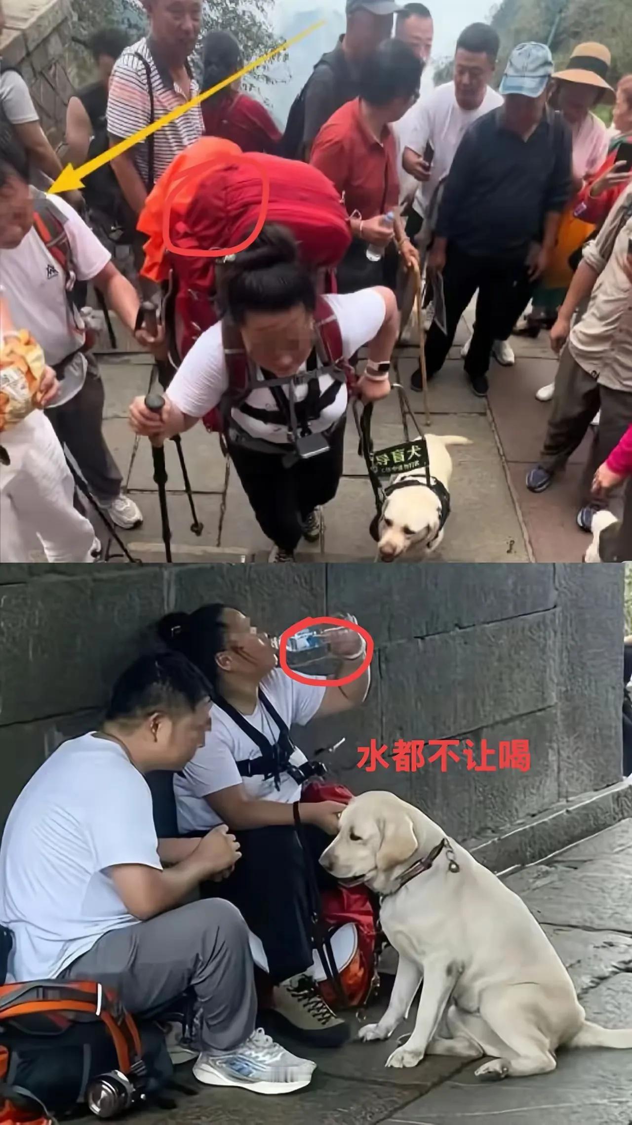 摆拍导盲犬爬山事件没有一个好人，我们一再说这是动物保护的另一个赛道。
