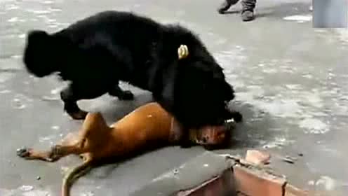 5007951351937950579.jpg?id=0