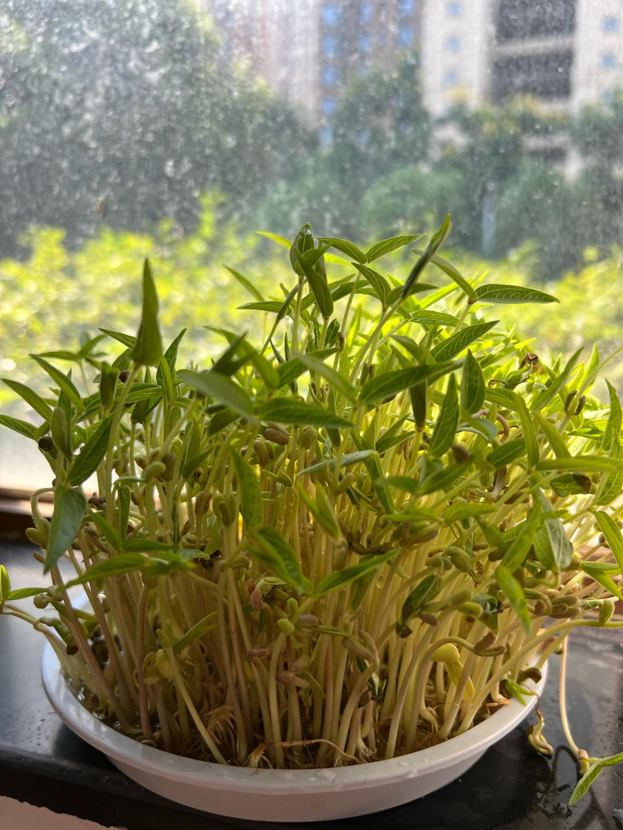 家长：老师叫你来泡绿豆了。家长吐槽，现在的作业都是布置给大人的，就不能布置点小