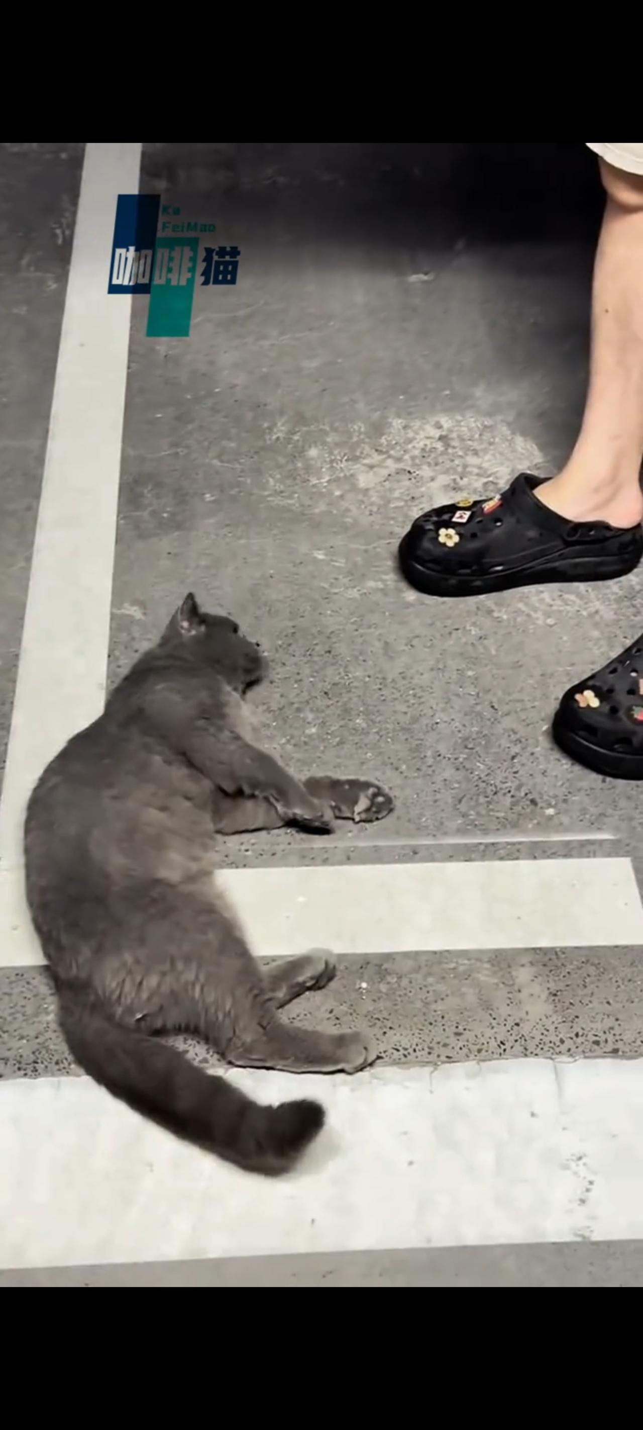 这可如何是好？这只流浪猫跟了小哥一路，直到停车场的那一刻，她突然平躺在小哥的脚下