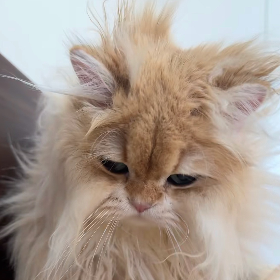 才睡醒的炸毛年咪🐱