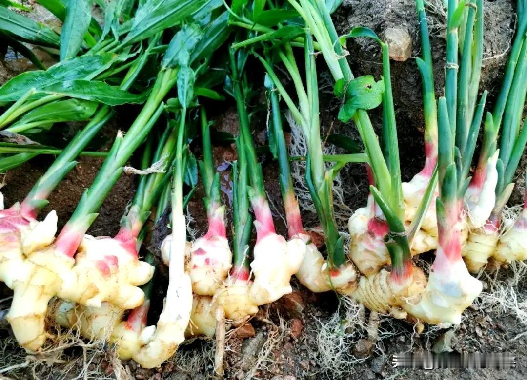 多吃这“菜中人参”，驱寒升阳，健脾开胃，好吃还便宜，遇到别错过寒冬腊月，寒