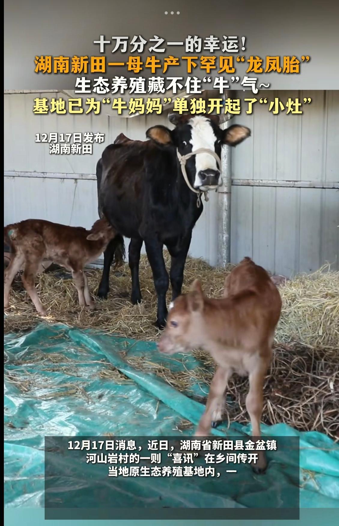 赚大了！湖南新田。一位大叔养牛基地里的母牛，牛前一晚刚辛苦生下一头小牛，没想到隔