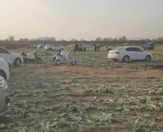 网络谣言引发白菜被“白采” 种植户的损失谁来赔?