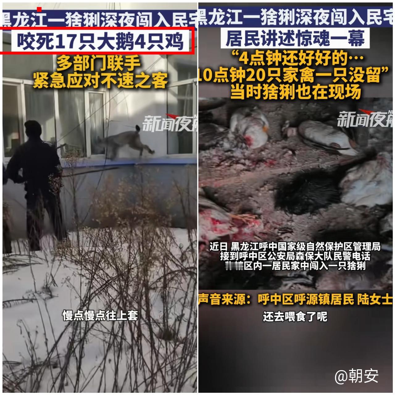 “这事儿也太离奇了！黑龙江大兴安岭一只猞猁闯入民宅，20只家禽被咬死，专业人