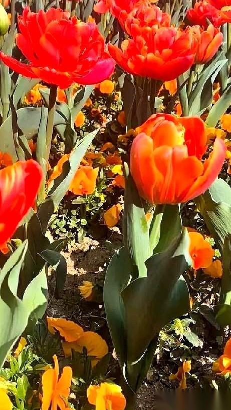 我那个离了11年的前夫，被小三一脚踹了，中风躺在医院里动不了。我儿子给我打电话