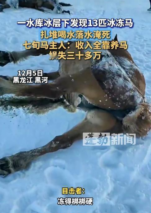 悲剧还是发生了！12月5日，黑龙江黑河，一村民养了10多匹马，天黑后，马自己出去