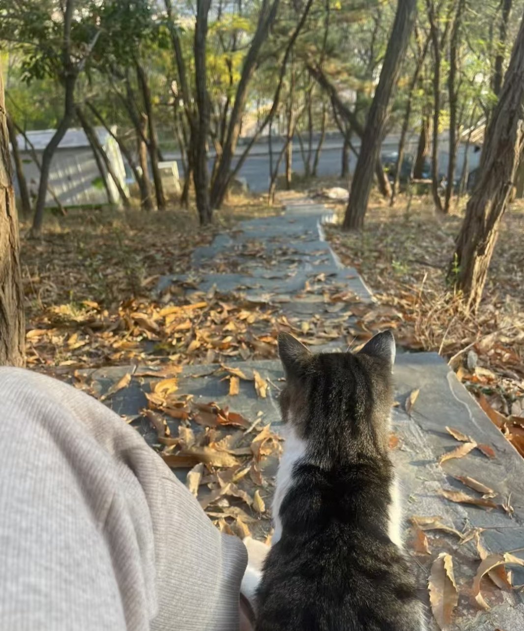 说出来大家可能不信，我不认识这只猫