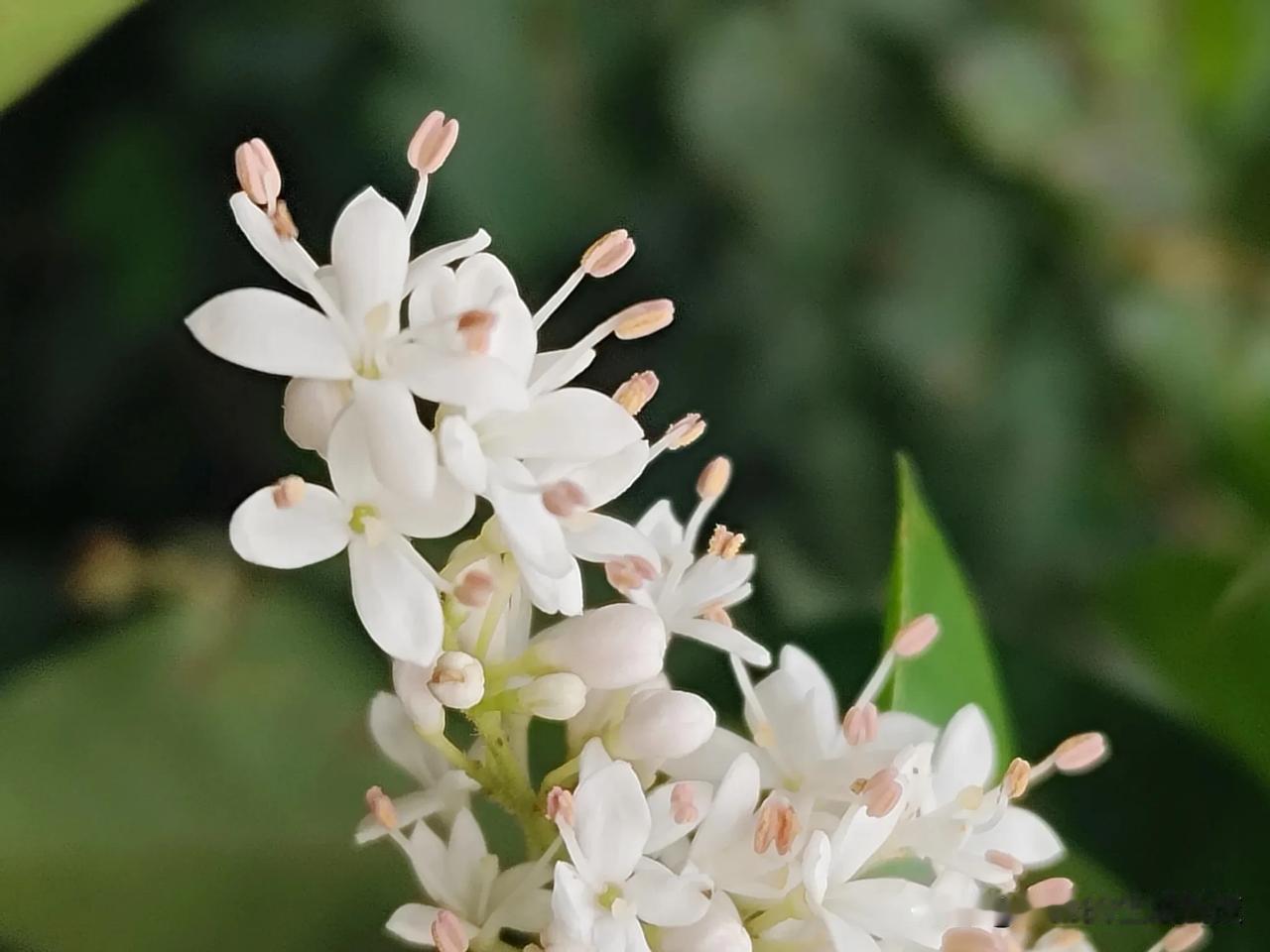 这个在杰妹心中一直被叫做丁香的植物，居然叫做小蜡。而且，它的果实可以酿酒。小