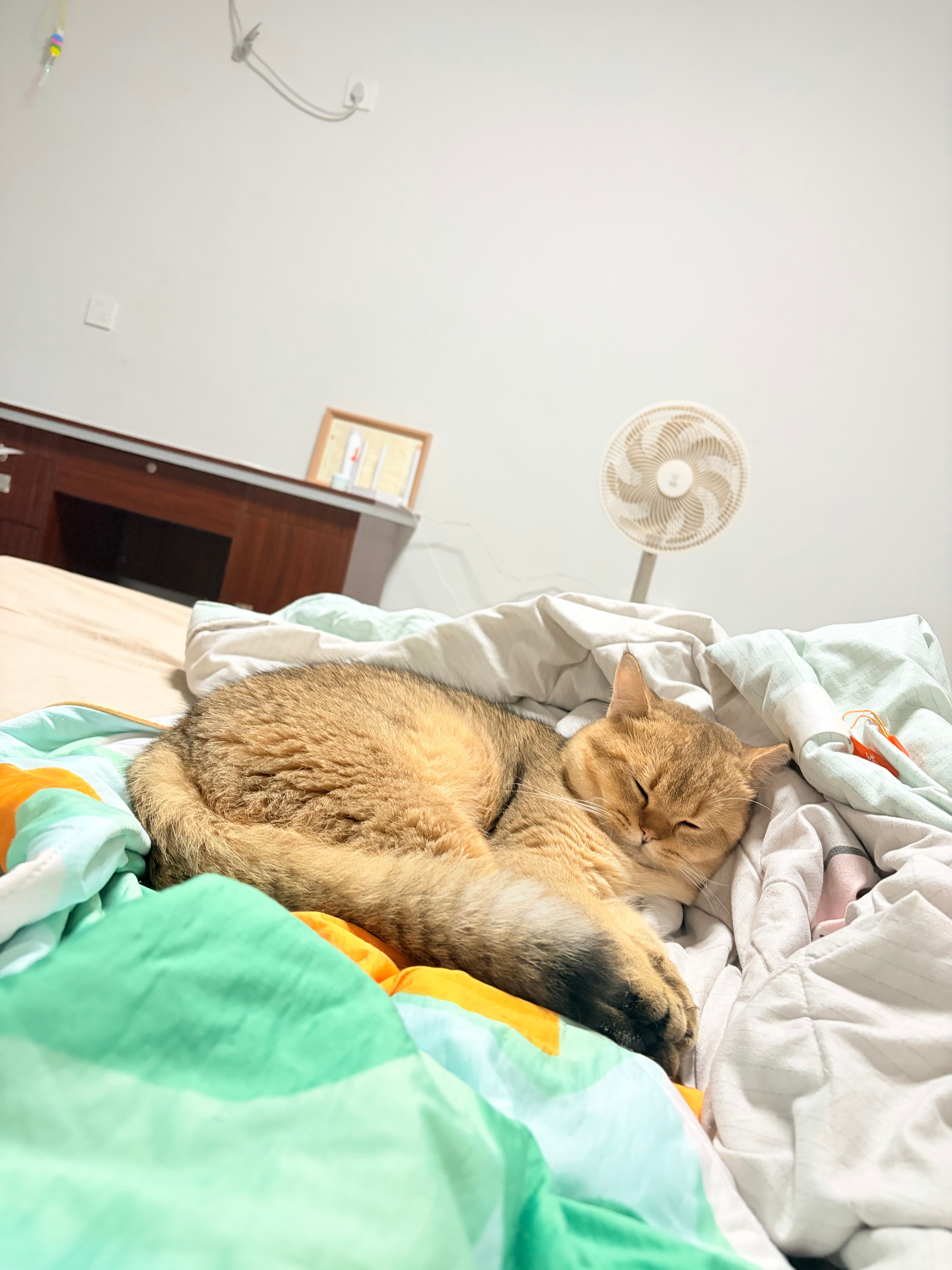 咪先睡了💤晚安​​​