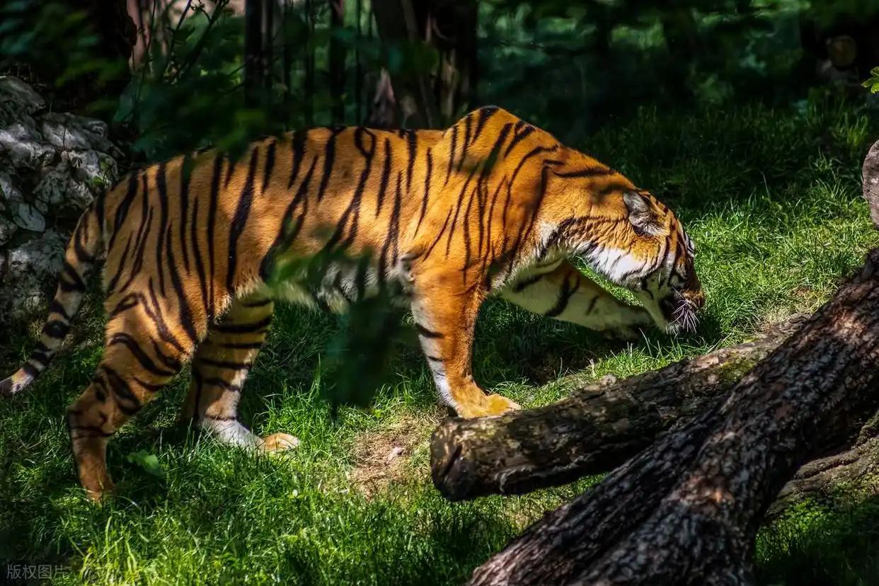 全世界的穷人都把碳水当主食，全世界的有钱人都把蛋白质当主食，这就像牛羊吃草，虎狼