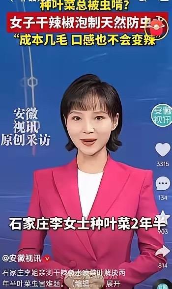 退休大妈种菜不用农药，一招辣椒水轻松除虫在河北石家庄，一位退休的农村大姐，