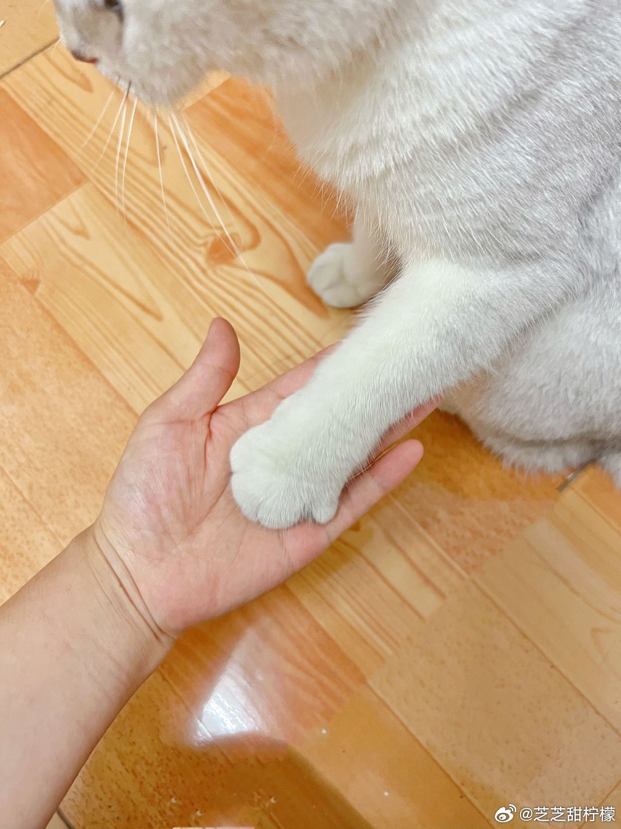 社畜的理想生活要是天天能在家rua着小猫咪看剧简直不要太幸福了～城市味蕾战生活手