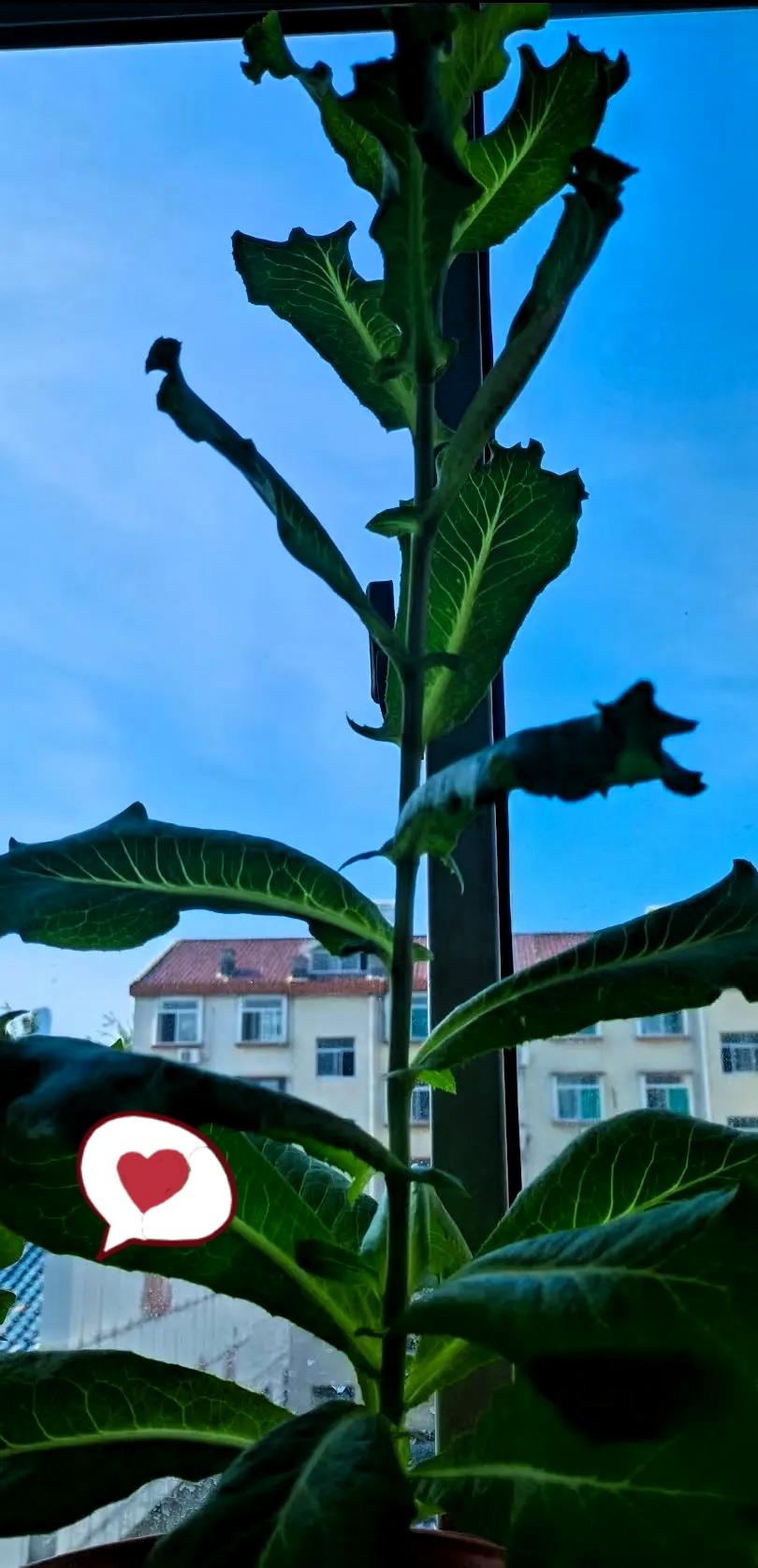 济南供暖都被新闻联播点名了，本以为能提前蹭上暖流，结果昨天摸水管还是凉飕飕的，白