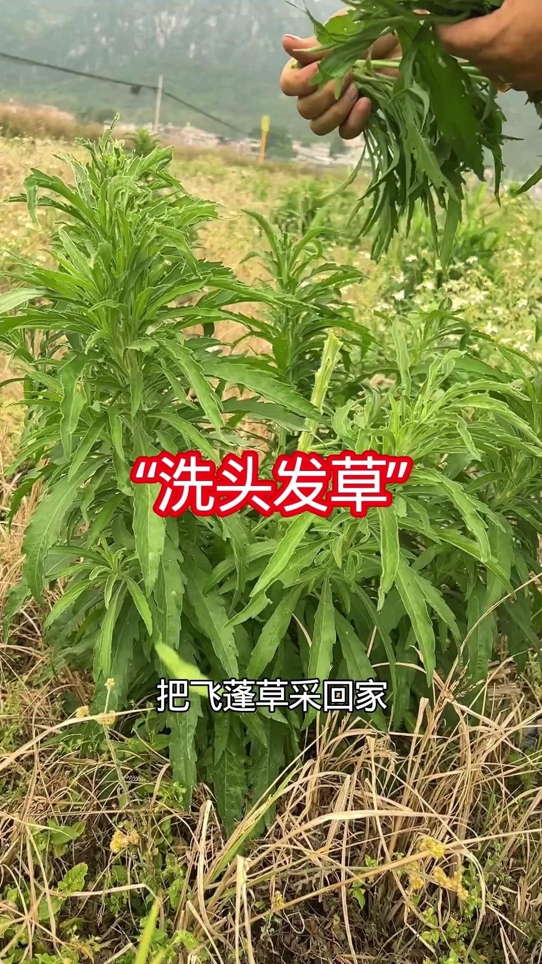 飞蓬草居然有这个用处？小时候头发干枯毛躁、打结缠绕，梳头总是拉扯难受。但老一辈早