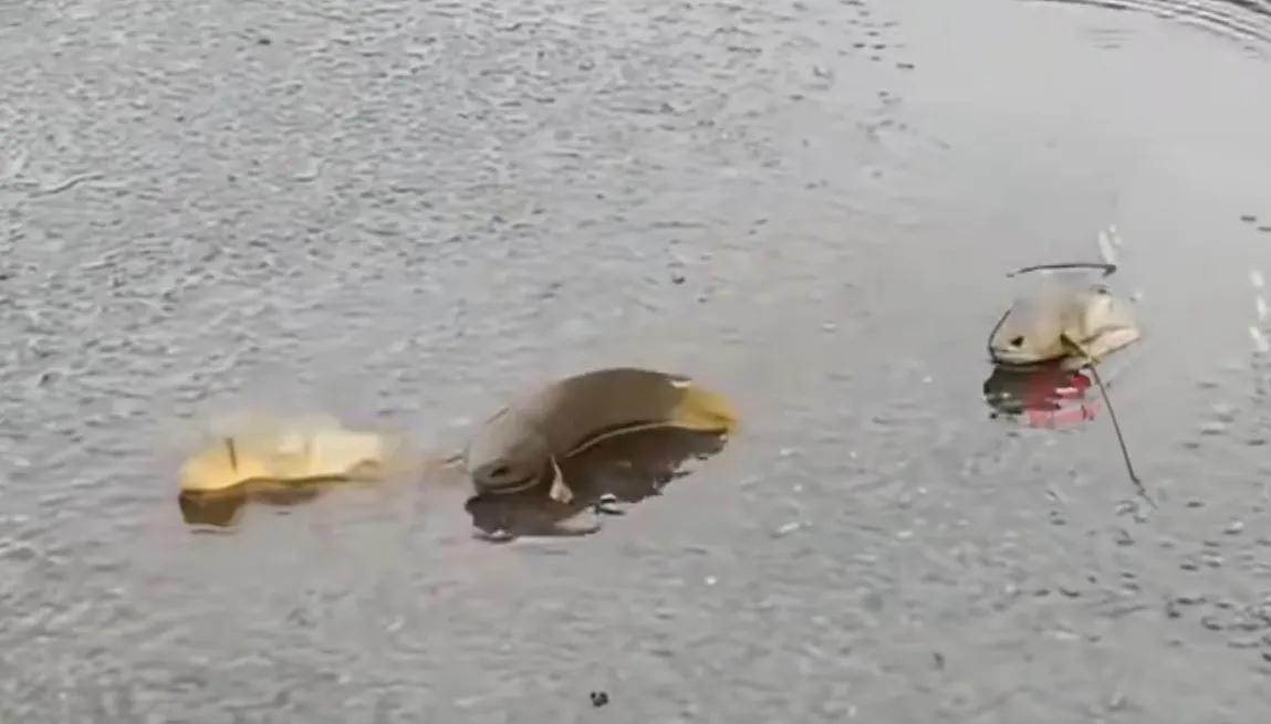 一场暴雨过后，防城港马路上出现大批“过山鲫”迁移，路人礼貌避让不忍伤害！5月