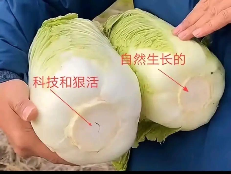 原来以前买到好大白菜都是靠懵的，没注意过它们的细节，自然生长的和大棚生长的还是有