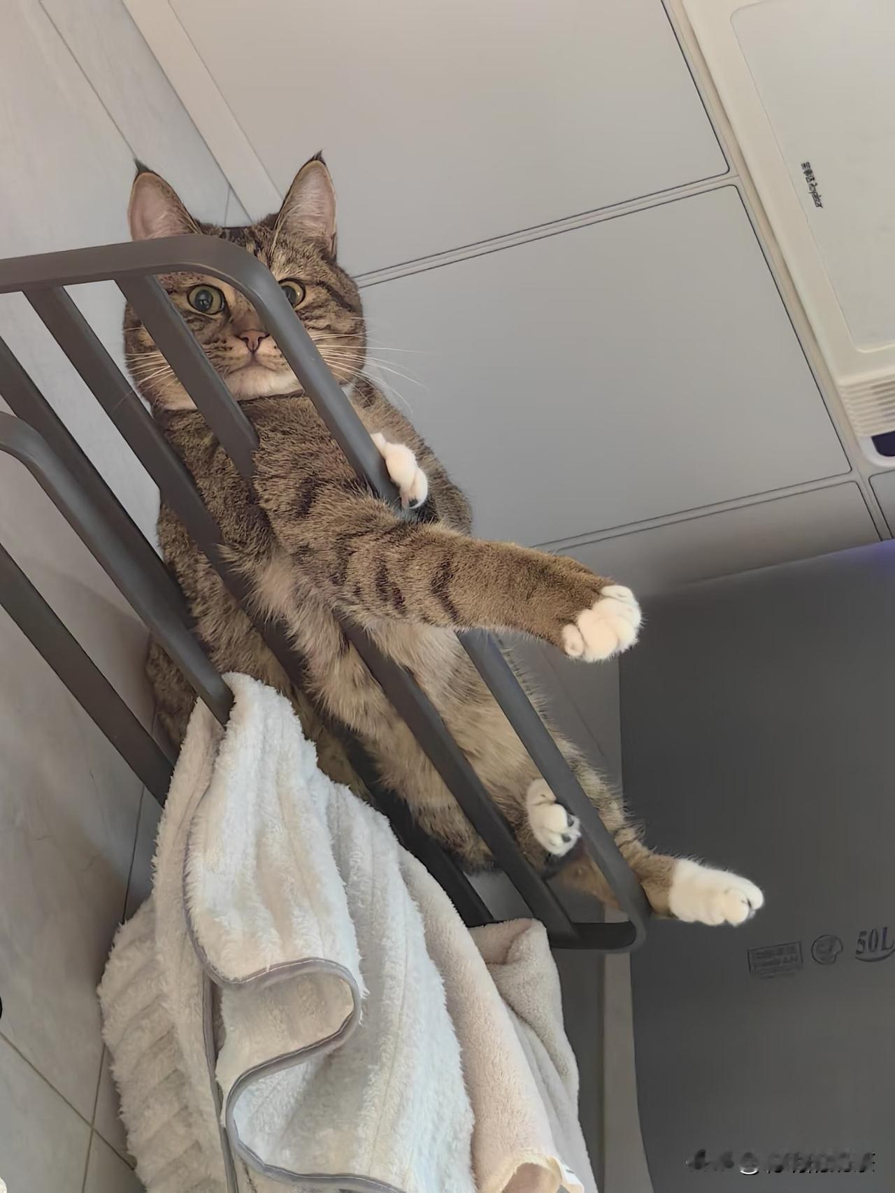 原来猫咪也好色！当我泡澡它居然偷看我……