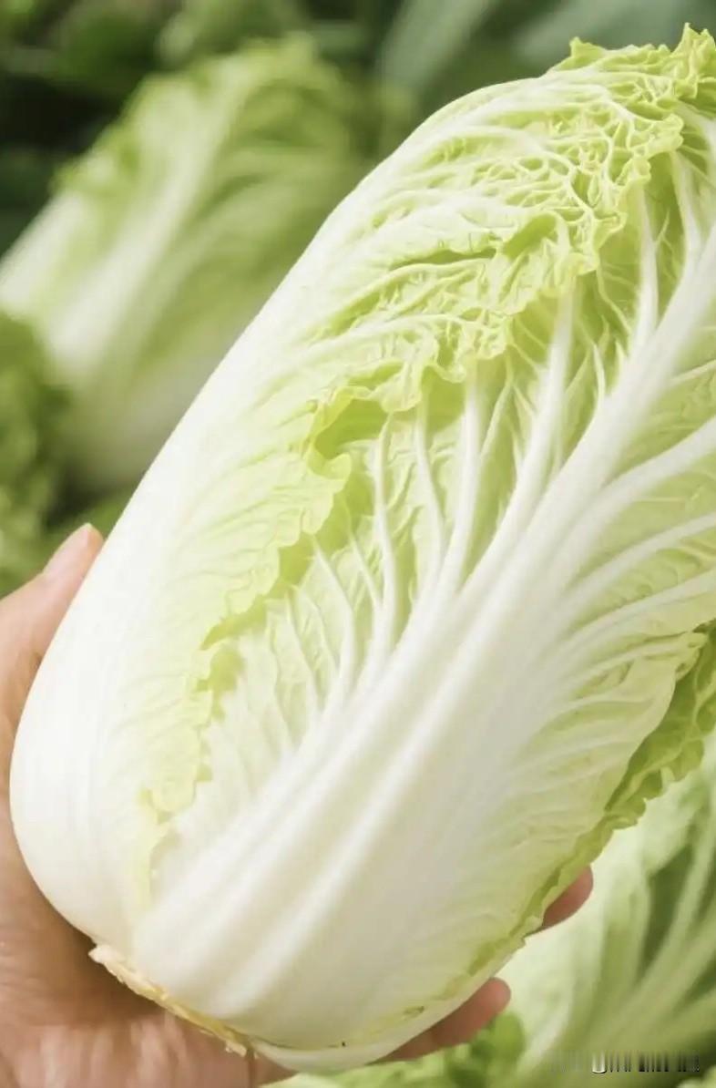 张家口的甲醛白菜现在上了热点热搜，全国人民看见大白菜望而生畏。其实菜农也，说起