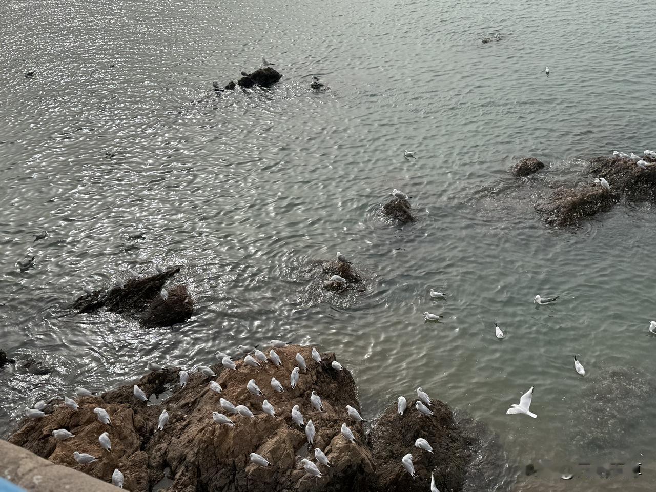 晒图笔记大赛我昨天上午去青岛栈桥看海鸥了昨天是大年初七离上班仅有一天时间了，家远