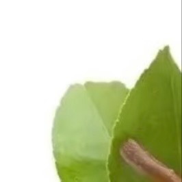 0000梨的种植方法一、土壤与环境：梨适宜种植在土层深厚、肥沃、排水良好的土壤中