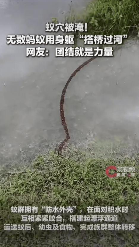 真的被大自然狠狠震撼到！福建一位网友出门路过积水路段，发现水中草垛连接到岸边的位