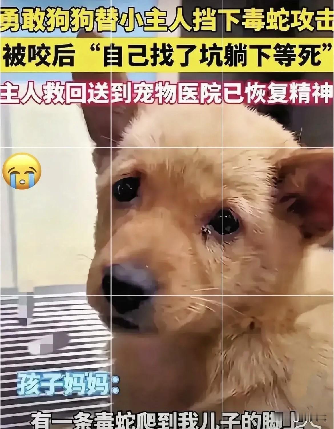 “看哭了！”广东惠州，一只小狗为了替小主人挡下毒蛇攻击，挺身上前撕咬毒蛇反被咬，