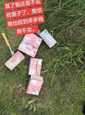 “太意外了！”四川宜宾，一男子带着小铁铲和背篓在芦苇丛中挖三塔菌时，竟挖出6捆整