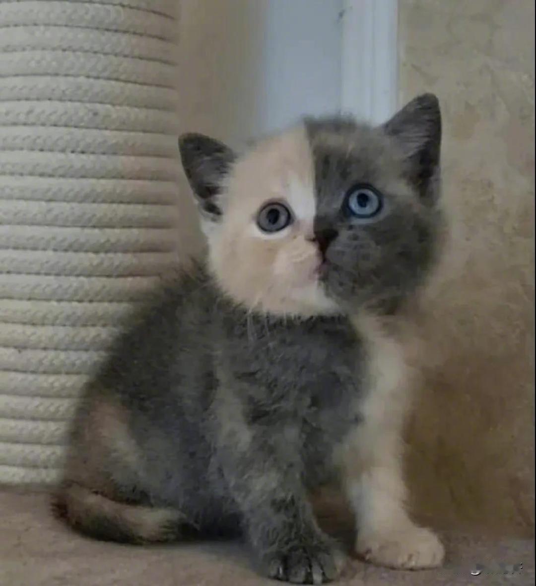 这是我见过最特别的猫咪～