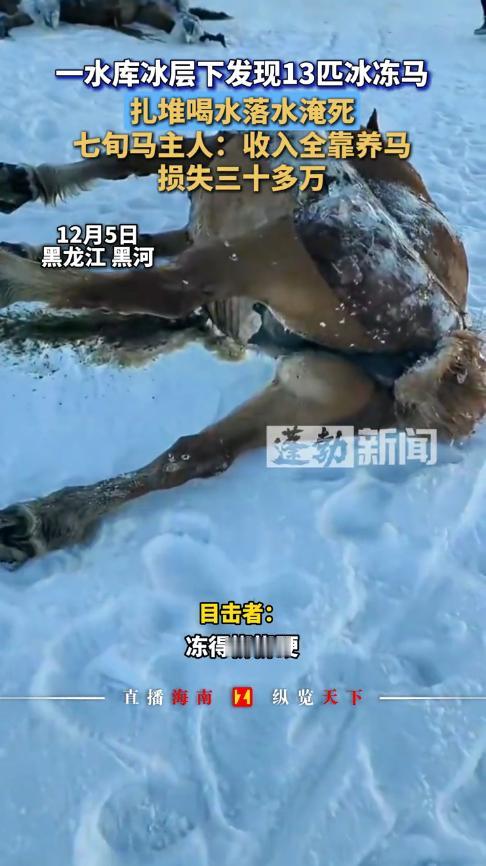 悲剧还是发生了！12月5日，黑龙江黑河，一村民养了10多匹马，天黑后，马自己出去