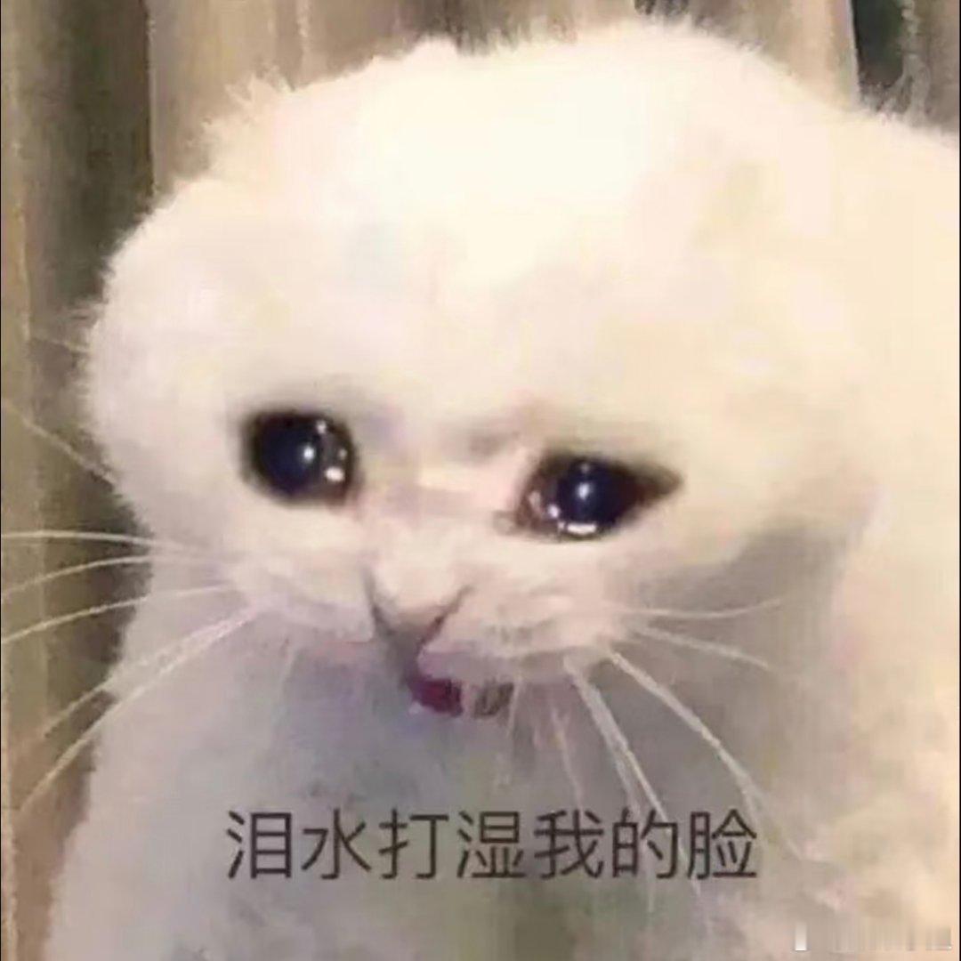 猫咪表情包。​​​