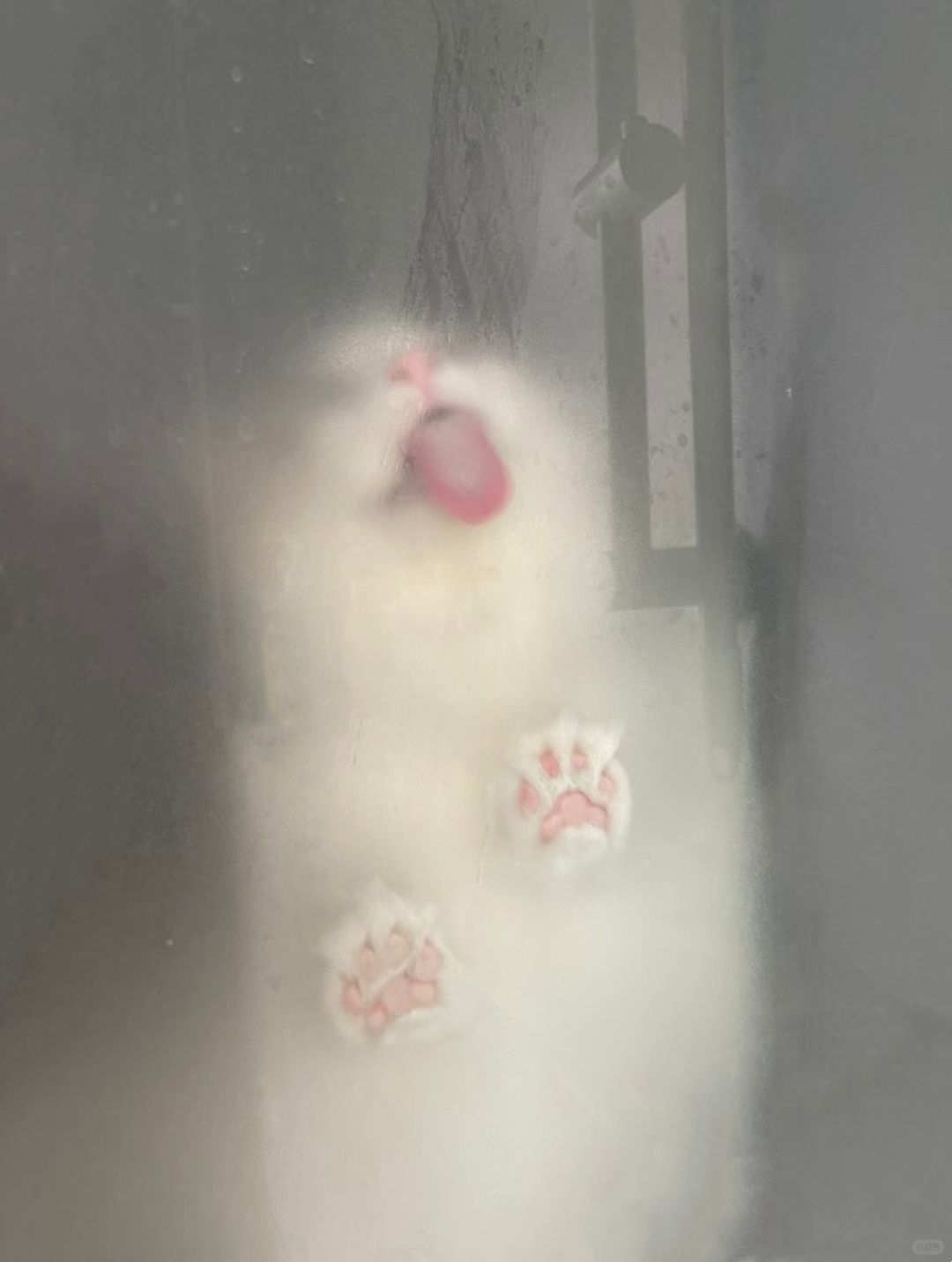 浴室长出小猫~🐾