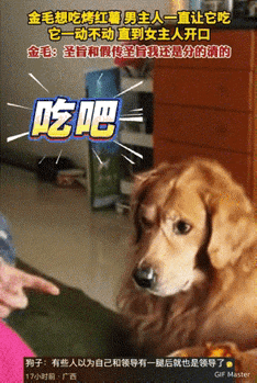 笑不活了！湖南，狗狗想吃桌子上的烤红薯，可是也不敢自己动手去拿只能盯着流口水。这