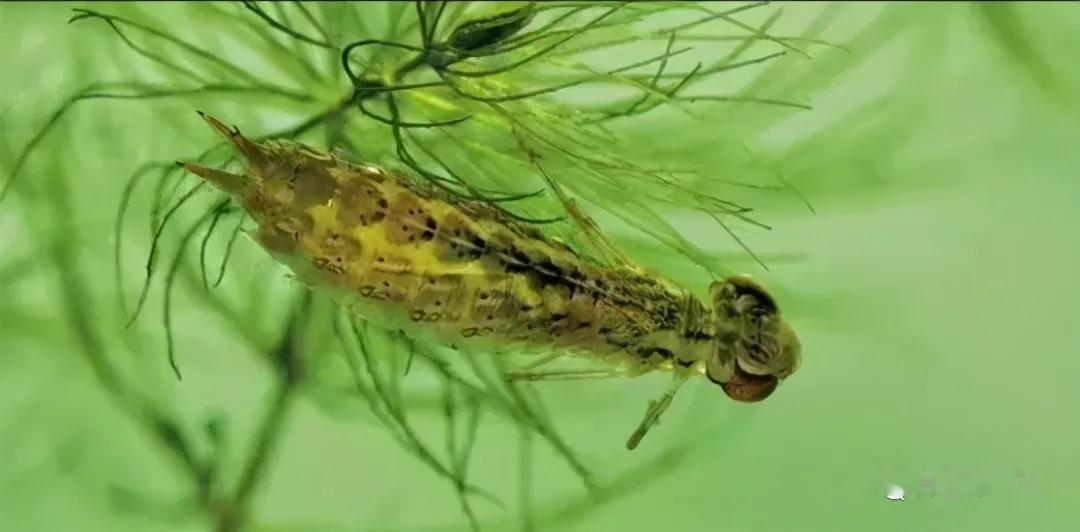 一年捕食三千只蚊子，八年才缓慢长大，这种水底小虫正被大量捕捉上桌水虿是蜻蜓
