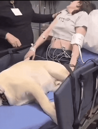 好女不养狗，这回出丑了[捂脸哭][捂脸哭][捂脸哭][捂脸哭][捂脸哭]