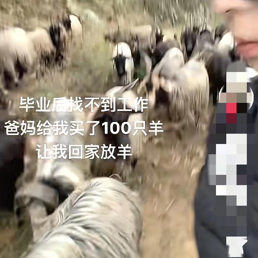 女生毕业找不到工作，父母掏五年积蓄买100只羊让她放，这事儿一点儿也不夸张，