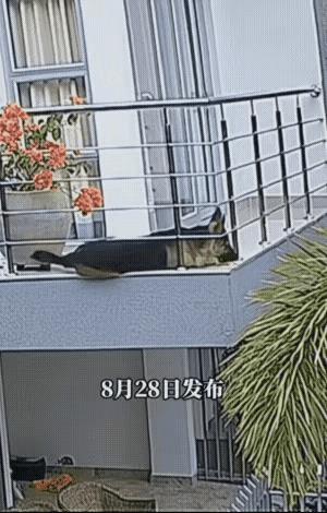 一只牧羊犬在阳台上睡觉，突然屁股一滑从阳台的缝隙里漏了下去，大半个身子都悬在空中