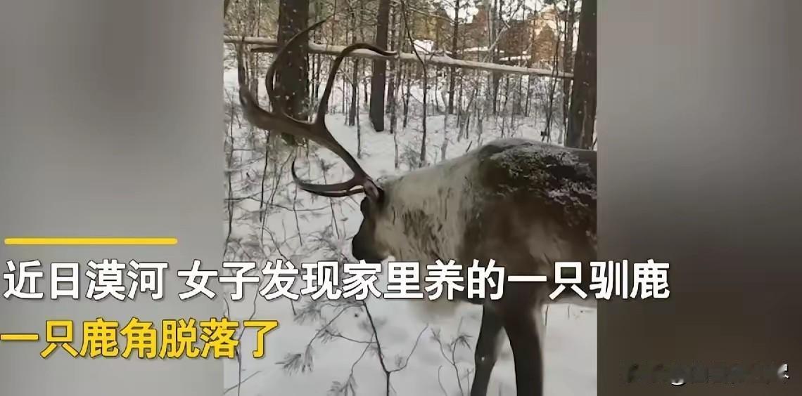 “万物有灵！”黑龙江漠河，一女子发现一只驯鹿的鹿角掉了，她问:“你鹿角掉哪了，找
