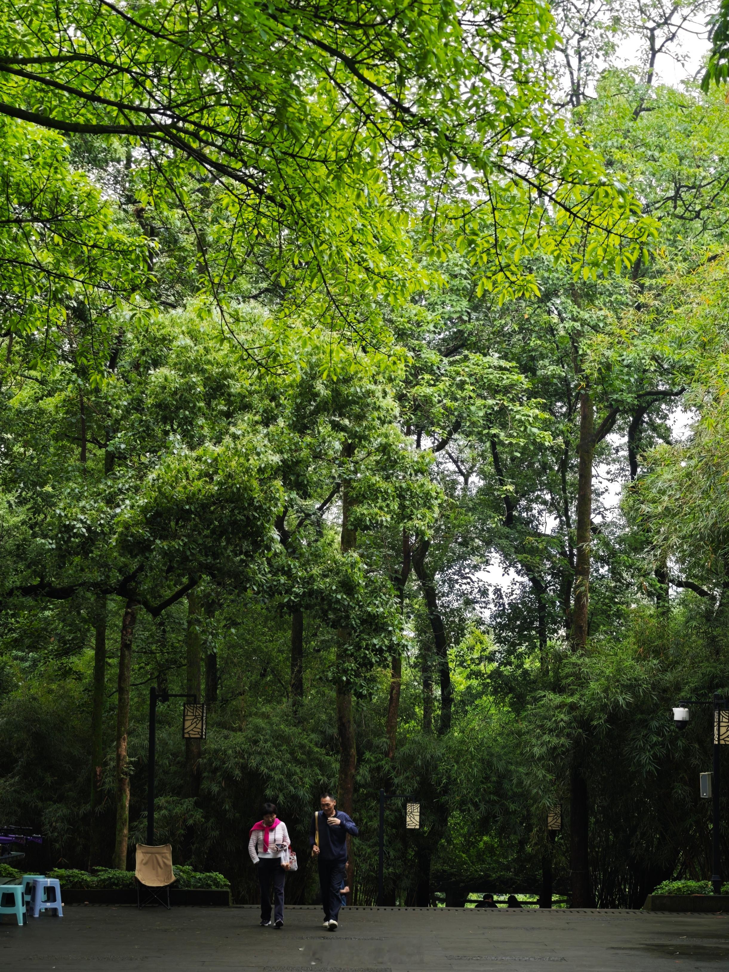 杭州有了西湖，城市里没什么老公园。一般去不同的城市，都会特意去看看它们的老公园。