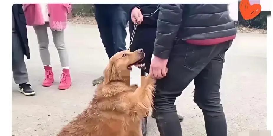 金毛被原主人卖狗市那天，狗贩子拽着铁链往外拖。它突然扭头朝围观人群狂叫，前爪刨
